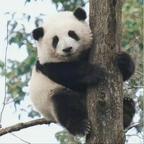 愛寶生了4頭熊头像