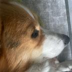 见异思迁吃草🐶头像