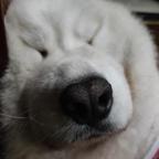 扭秧歌萨宝头像