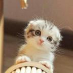 人生若只洳初见℘࿚࿐头像