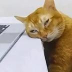 神评官头像