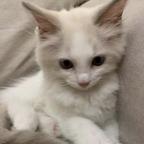 没有大理子谁扔你头像