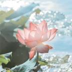 绿色的黄花菜头像