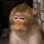 刺桐城的季总头像