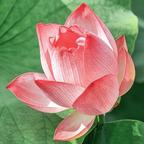 云海医药大会的梁有才头像