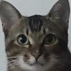 momo头像