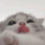 miss头像