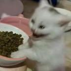 AAA专业线头切除手头像