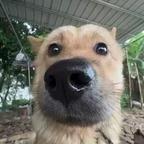 彪哥头像
