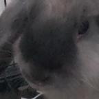 兔🐇🐇🐇🐇子头像