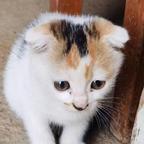 三花猫头像