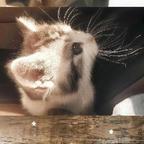 魔法小猫头像