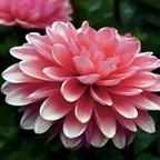 花开花谢，都来几许头像