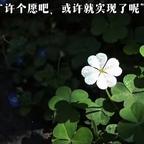 阳光明媚头像
