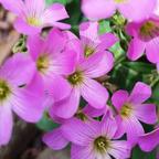 Sh虚虚实实头像