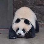 我是呆呆的姐姐头像