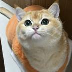 喵喵咪头像