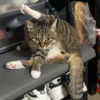姜大人的猫头像