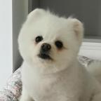 无敌の阿珊头像