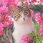 Li🌸Cy头像