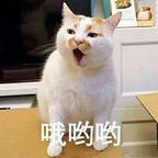 蒙眼去脑看世界灬头像