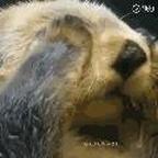 返乡种苹果头像