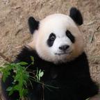 麻将高手头像