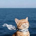 开心是只猪咪头像