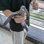 驱阳之影头像