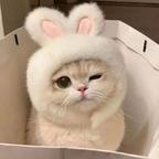 玛莉莲懵兔儿头像