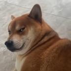 爱吃凉瓜炒蛋的杨光头像
