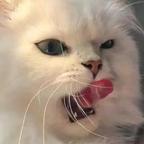 黑猫背着小书包头像