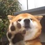平凡且普通头像