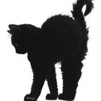 小猫奴头像