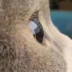 鲸鱼🐳和猫🐱头像