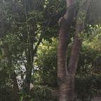 松逸灵头像