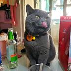 看短剧的猪咪头像