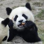 喵喵头像