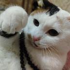 玲珑头像