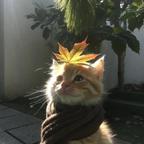 安安逸逸头像