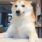 昊言头像