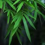 撑花头像