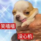爱男媚男一胎八魔丸头像