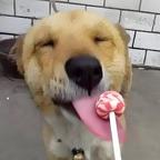 嗑🍬专业户头像