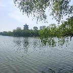 郁金香头像
