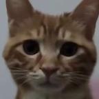 一只猫头像