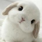讨厌小兔🐰.头像