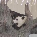 半夏微凉头像