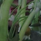 MozartM头像