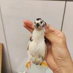 潴妞妞头像